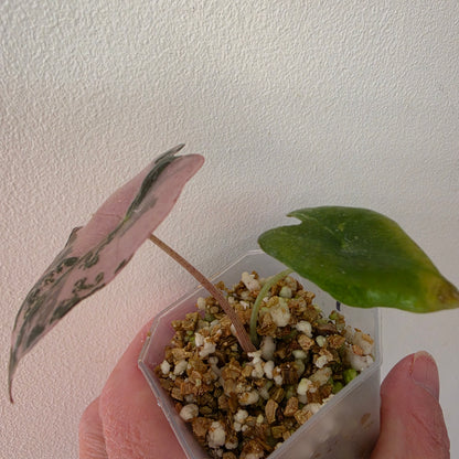 Alocasia Pink Nobilis Variegated – Fully Acclimatised | Exact Plant #1