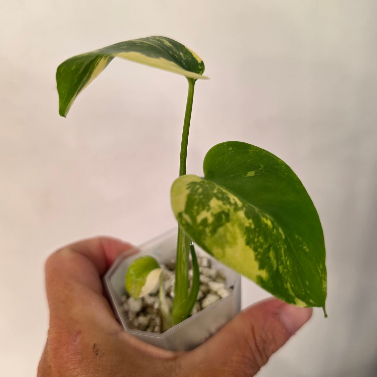 Monstera Lemon Pom Pom – Exact Plant No. 7 - See Description
