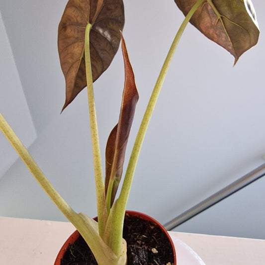 Alocasia Wentii Variegata Rare Houseplant 9cm pot (2)
