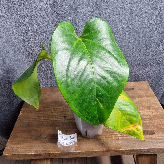 Anthurium Cerrocampanense Ecuagenera Import (j) worth £30 – Rehab Plant