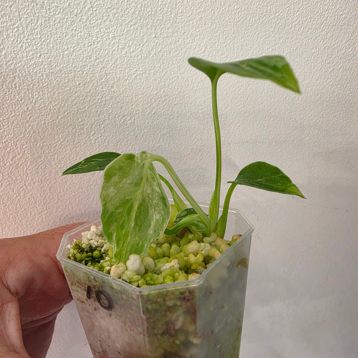 Monstera Bulbasaur – Fully Acclimatised | Exact Plant #10