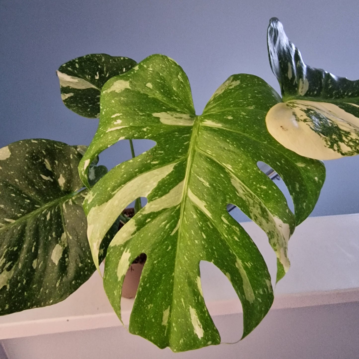 Monstera Thai Constellation Houseplant 12cm pot (4)