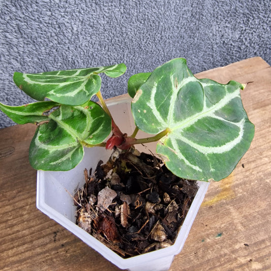 Anthurium NoID Ecuagenera Import (k) worth £35 – Rehab Plant