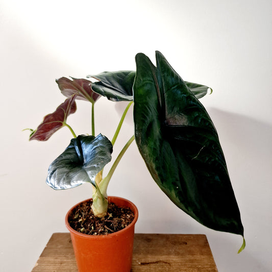 Alocasia Green Unicorn Houseplant 14cm pot (1)