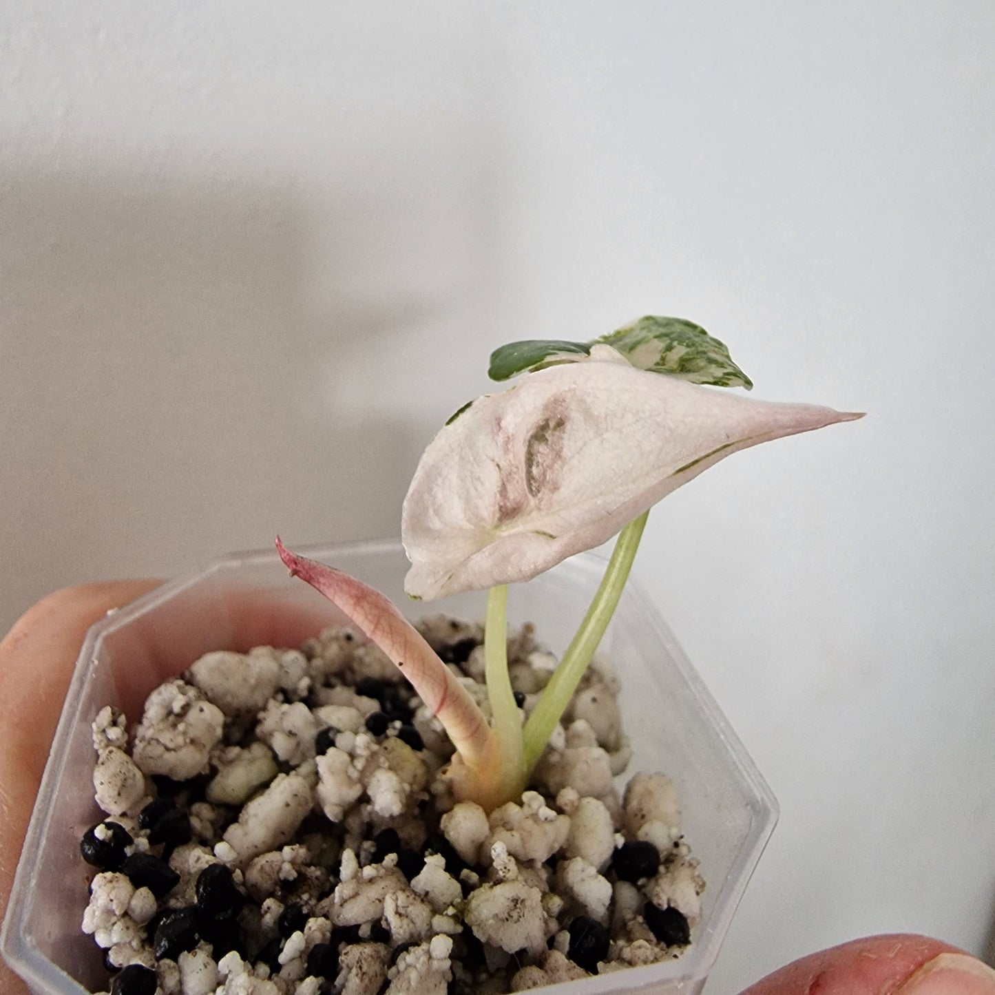 Alocasia Cuprea ‘Nom Yen’ Variegated – Tissue Culture Plant (#1)