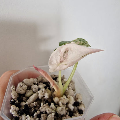 Alocasia Cuprea ‘Nom Yen’ Variegated – Tissue Culture Plant (#1)