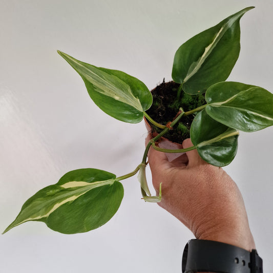 Philodendron Rio Rare Houseplant 10.5cm pot
