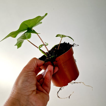 Alocasia Batwing Houseplant 10.5cm pot