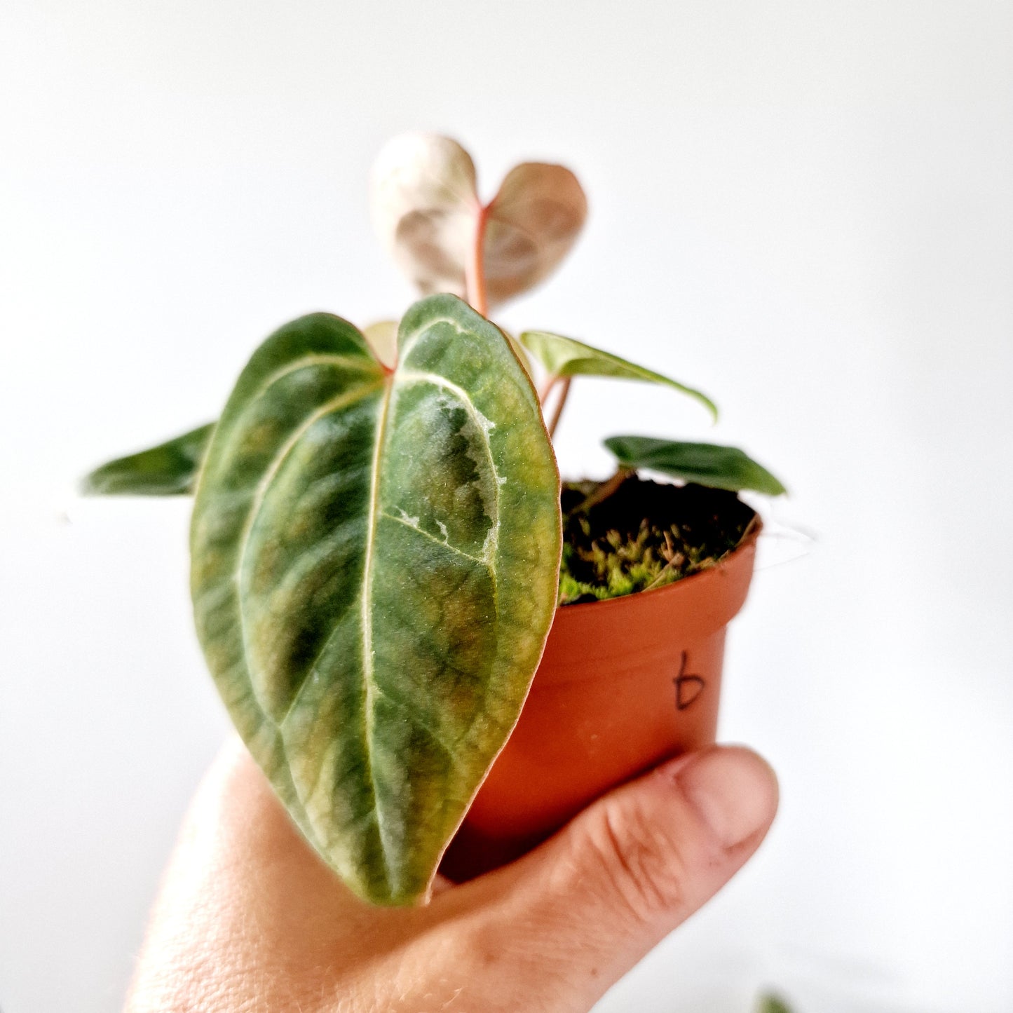 Anthurium Besseae aff x Zara x Michelle Houseplant 9cm pot (6)