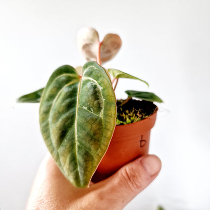 Anthurium Besseae aff x Zara x Michelle Houseplant 9cm pot (6)