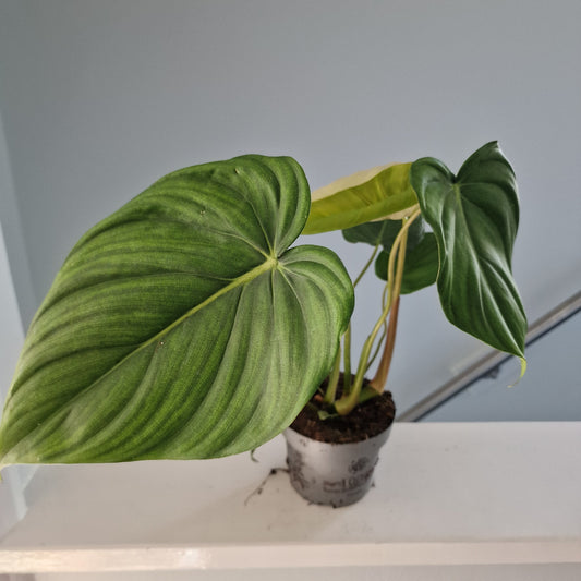 Philodendron Mc Dowell Rare Houseplant 12cm pot