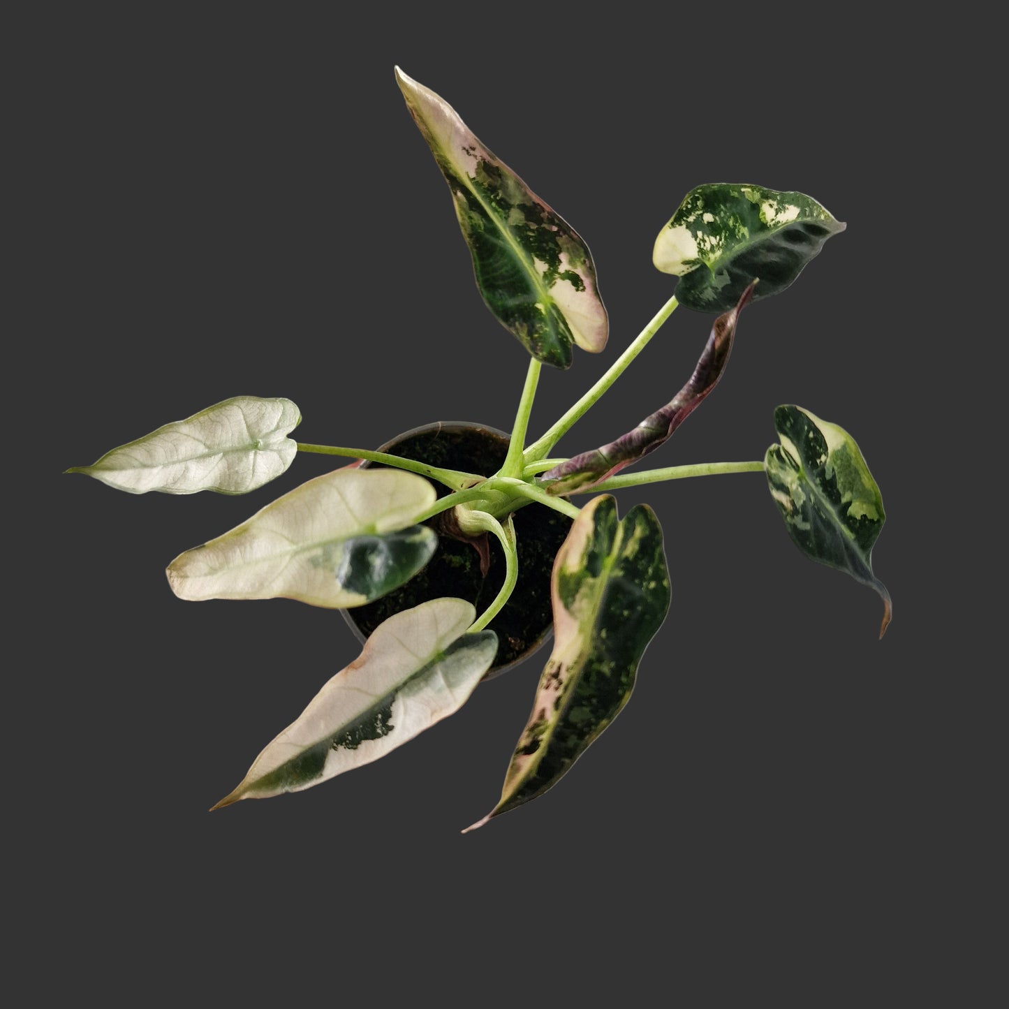 Alocasia Green Bambino Variegated Rare Houseplant 6cm pot (2)