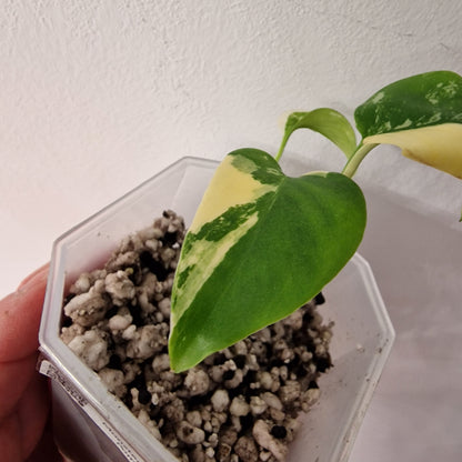 Monstera Lemon Lime ‘Pom Pom’ - Young Exact TC Plant
