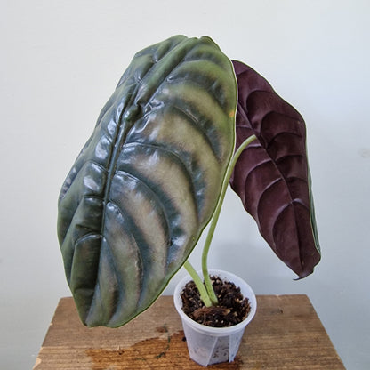Sold Rosie - Ecuagenera Rehab Alocasia Cuprea (A34)
