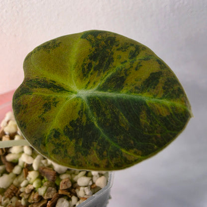 Alocasia Black Velvet Gold Variegated – Established | Exact Plant #5