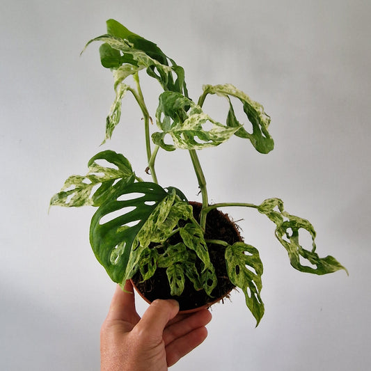Monstera Frozen Freckles Rare Houseplant 12cm pot (3)