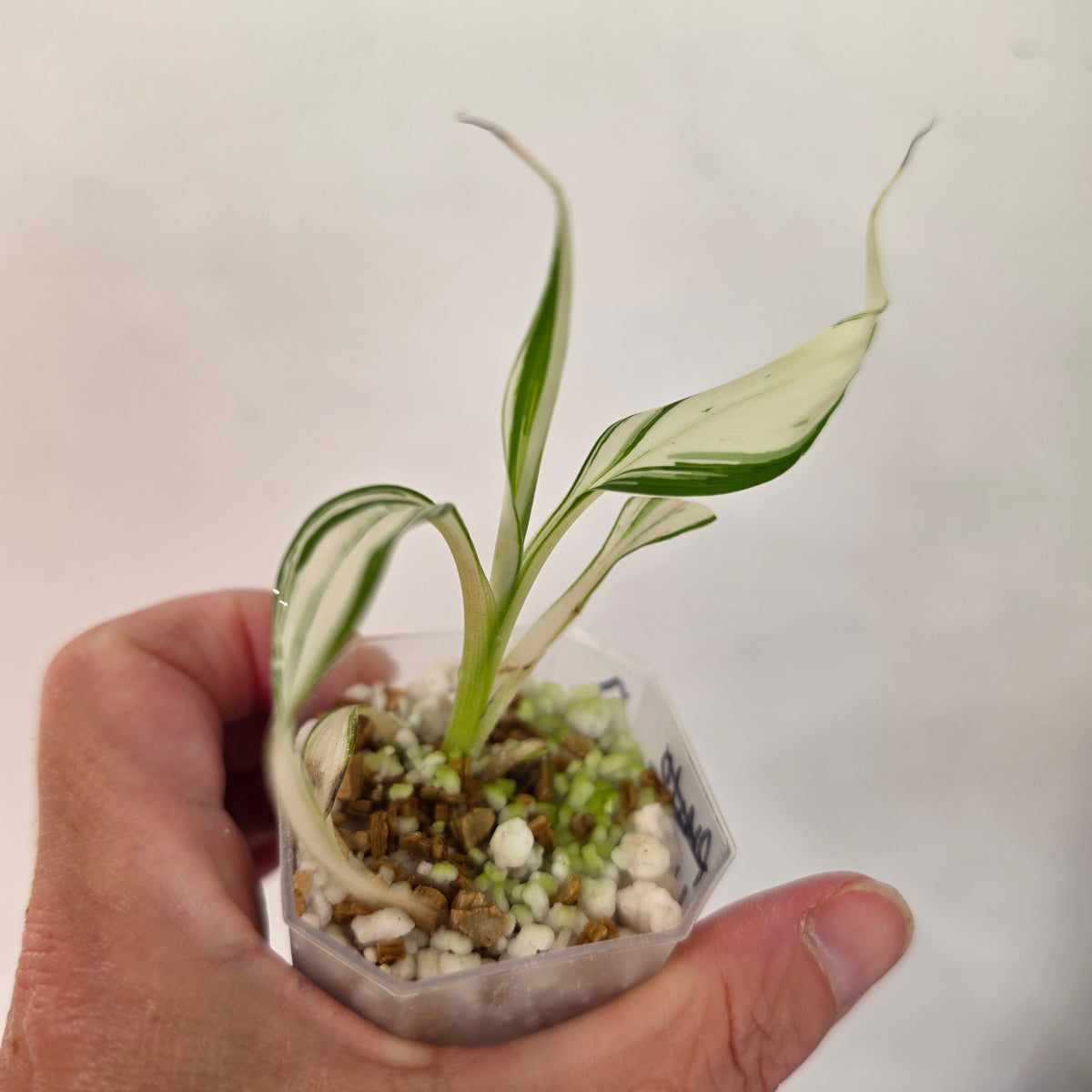 Musa ‘Hawaii’ Variegated – Established | Exact Plant #2