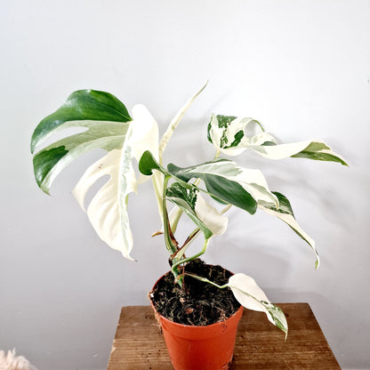 Monstera Albo Super White Houseplant 15cm pot (3)