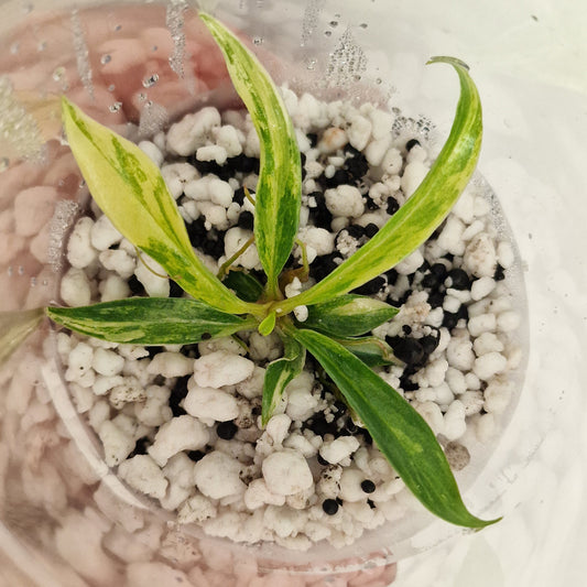 PRE-ORDER – Philodendron Tortum Variegated – Young Exact TC Plant (#1)