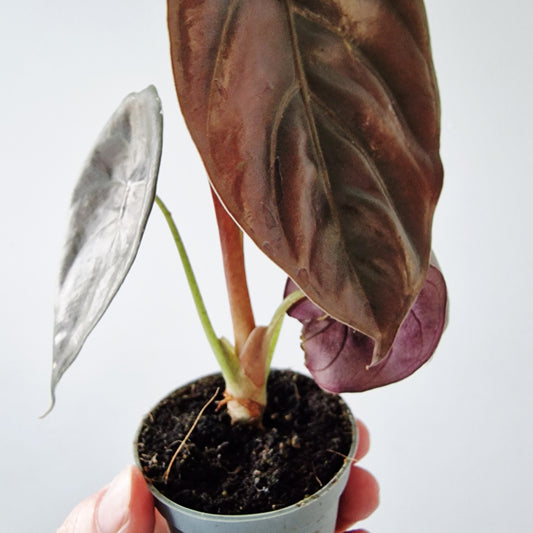 Alocasia Cuprea Red Secret Rare Houseplant 6cm pot
