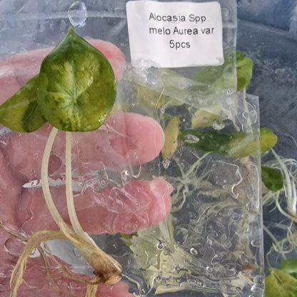 Tissue Culture Plant - Pre-order - please see description