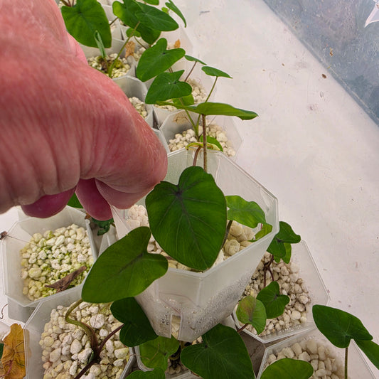 Colocasia Ghost Rider – Chosen at Random - See Description