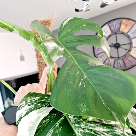 Monstera Albo Top 2 Leaf Cutting