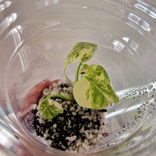 Monstera Green Snow (Thai Constellation Family) – Young TC Plant (#7)