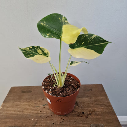 Monstera Deliciosa Aurea – 12cm Pot (#10)