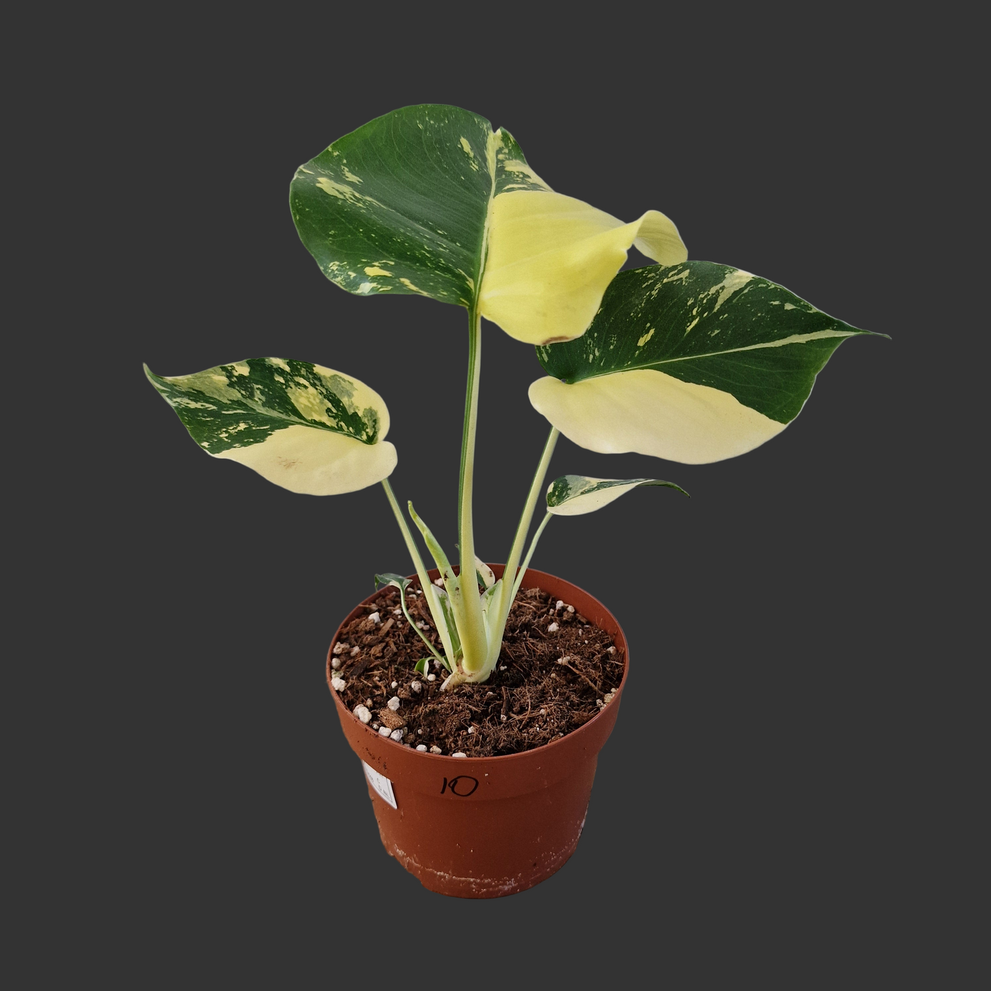 Monstera Deliciosa Aurea – 12cm Pot (#10)