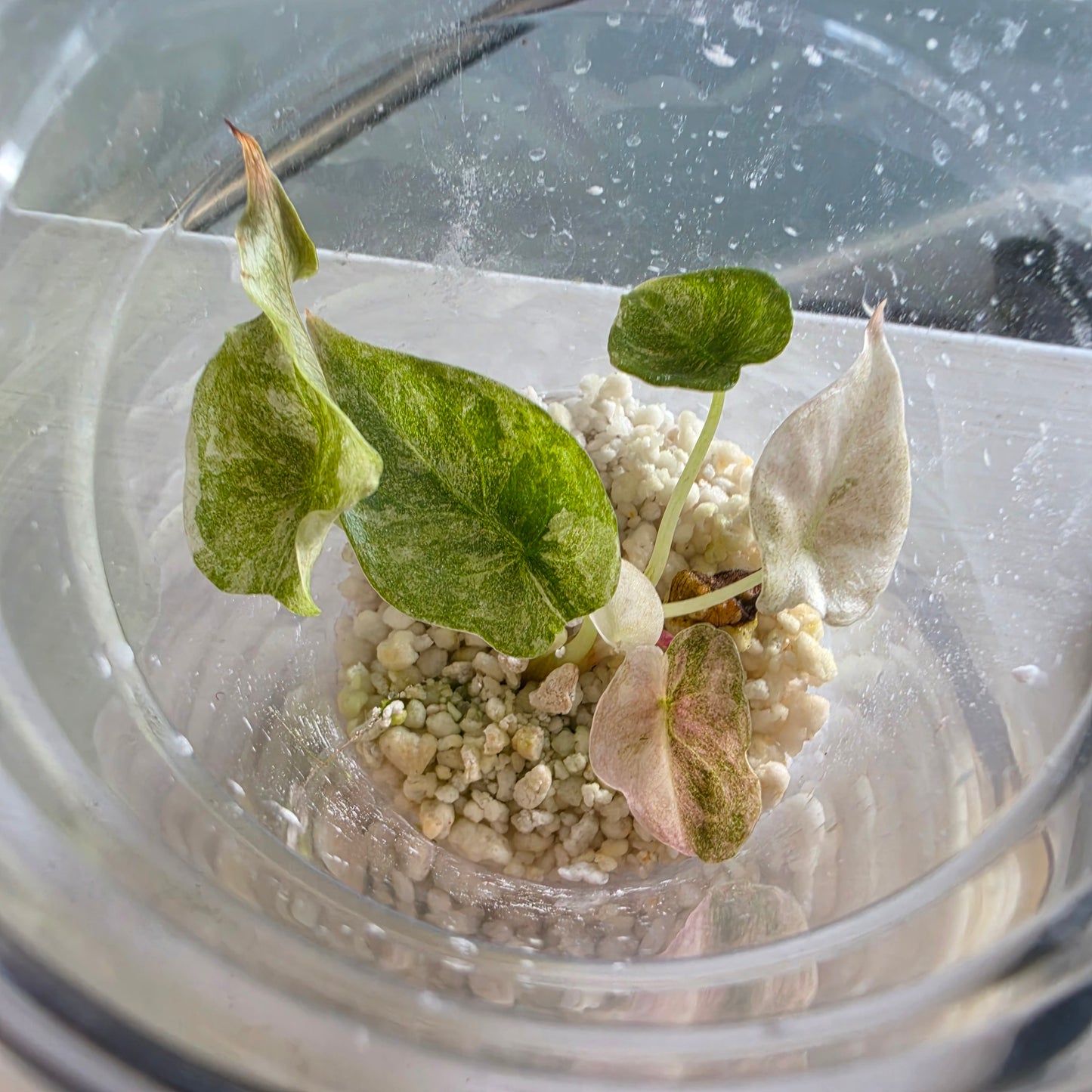 Alocasia Cuprea Pink Spot Tissue Culture 🌸 see description