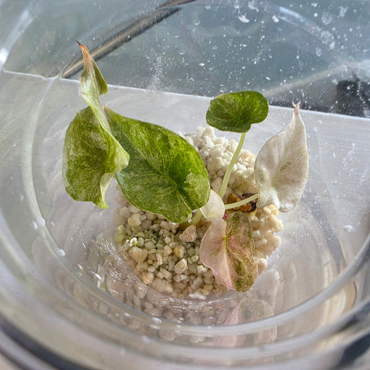 Alocasia Cuprea Pink Spot Tissue Culture 🌸 see description