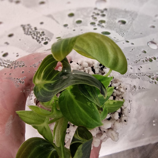 PRE-ORDER – Philodendron Melanochrysum Variegated  – Young Exact TC Plant (#2)