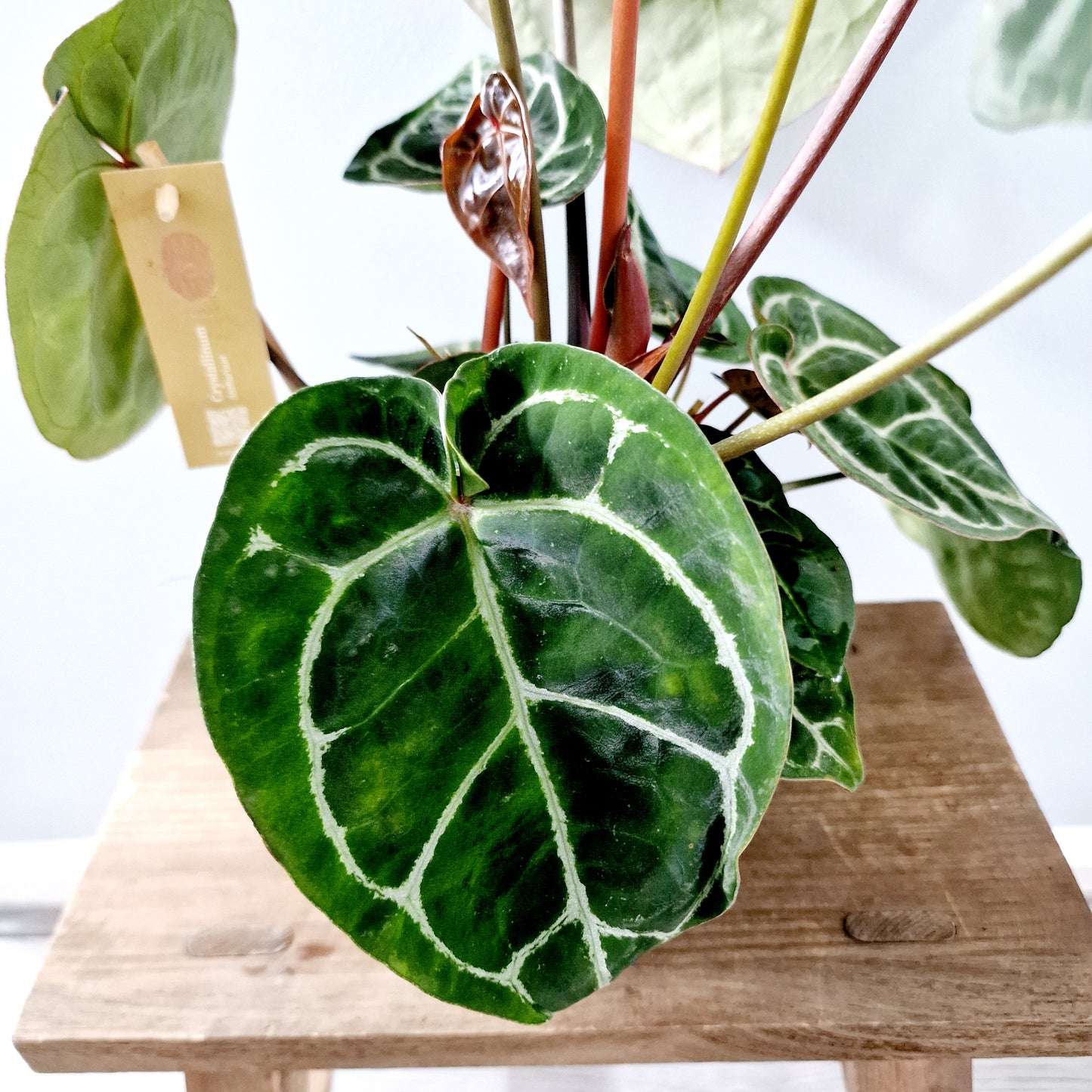 Anthurium Crystallinum x Karma Crystal Hybrid (multiple growing together) Houseplant 17cm pot (2)