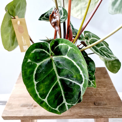 Anthurium Crystallinum x Karma Crystal Hybrid (multiple growing together) Houseplant 17cm pot (2)