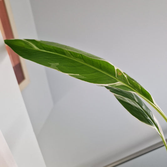 Musa Florida Rare Houseplant approx 40cm tall 10.5cm pot (8)