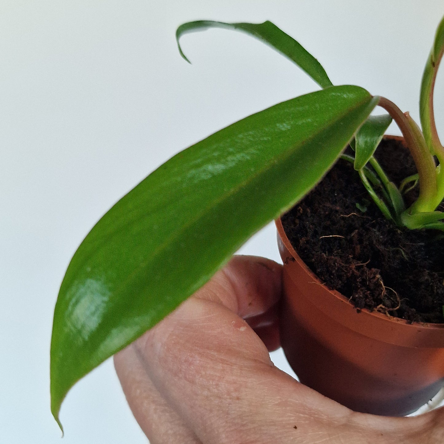 Philodendron Joepii – 6cm Pot