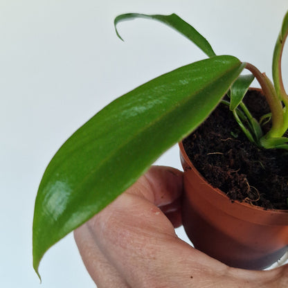 Philodendron Joepii – 6cm Pot