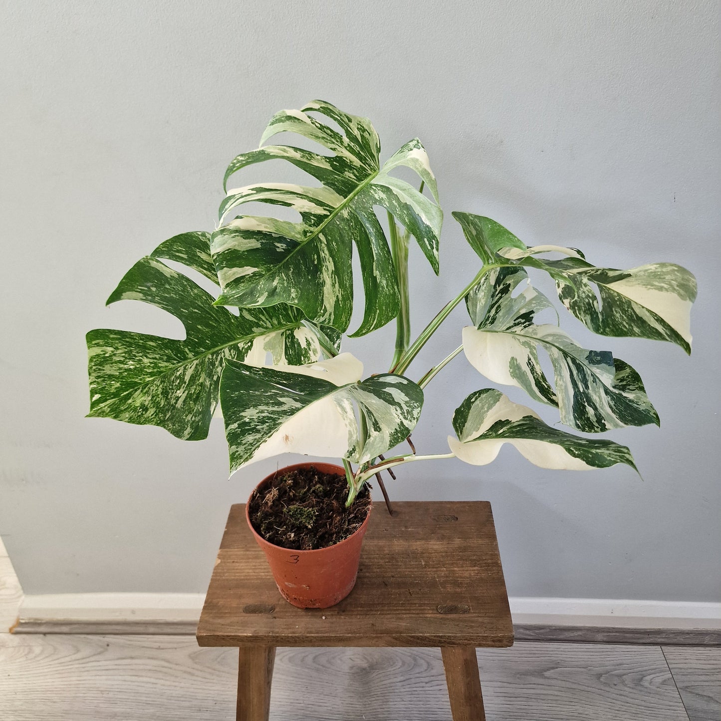 Monstera Albo ‘Super White’ – 15cm Pot (#3)