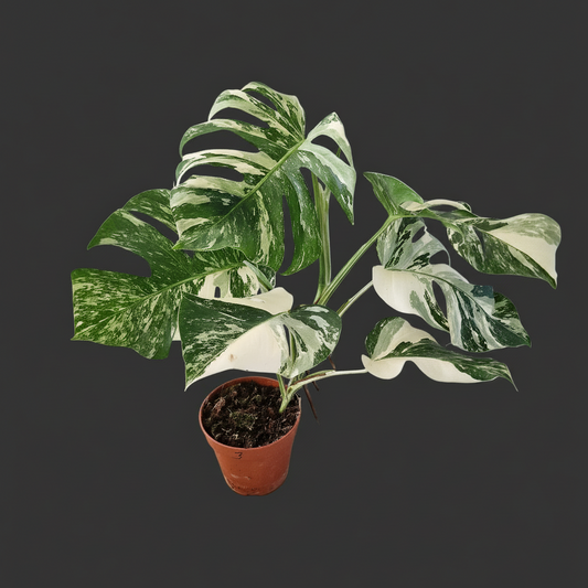 Monstera Albo ‘Super White’ – 15cm Pot (#3)