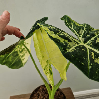 Alocasia Variegated Frydek (#2) – 17cm Pot (50cm Tall)