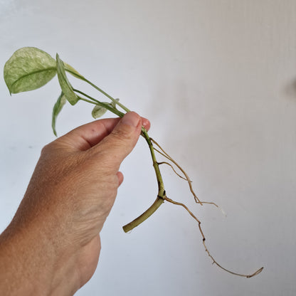 Monstera Laniata Top Cutting rooting in Water