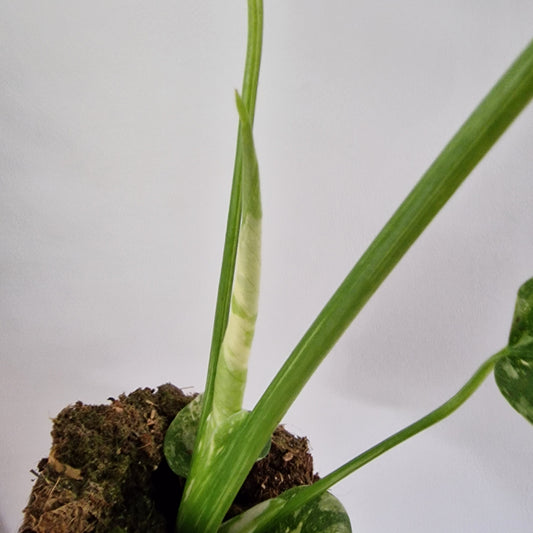 Monstera Thai Constellation Rare Houseplant 11cm pot (1j)