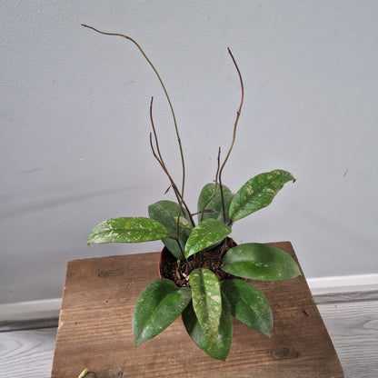 Hoya Aceh Houseplant 12cm pot
