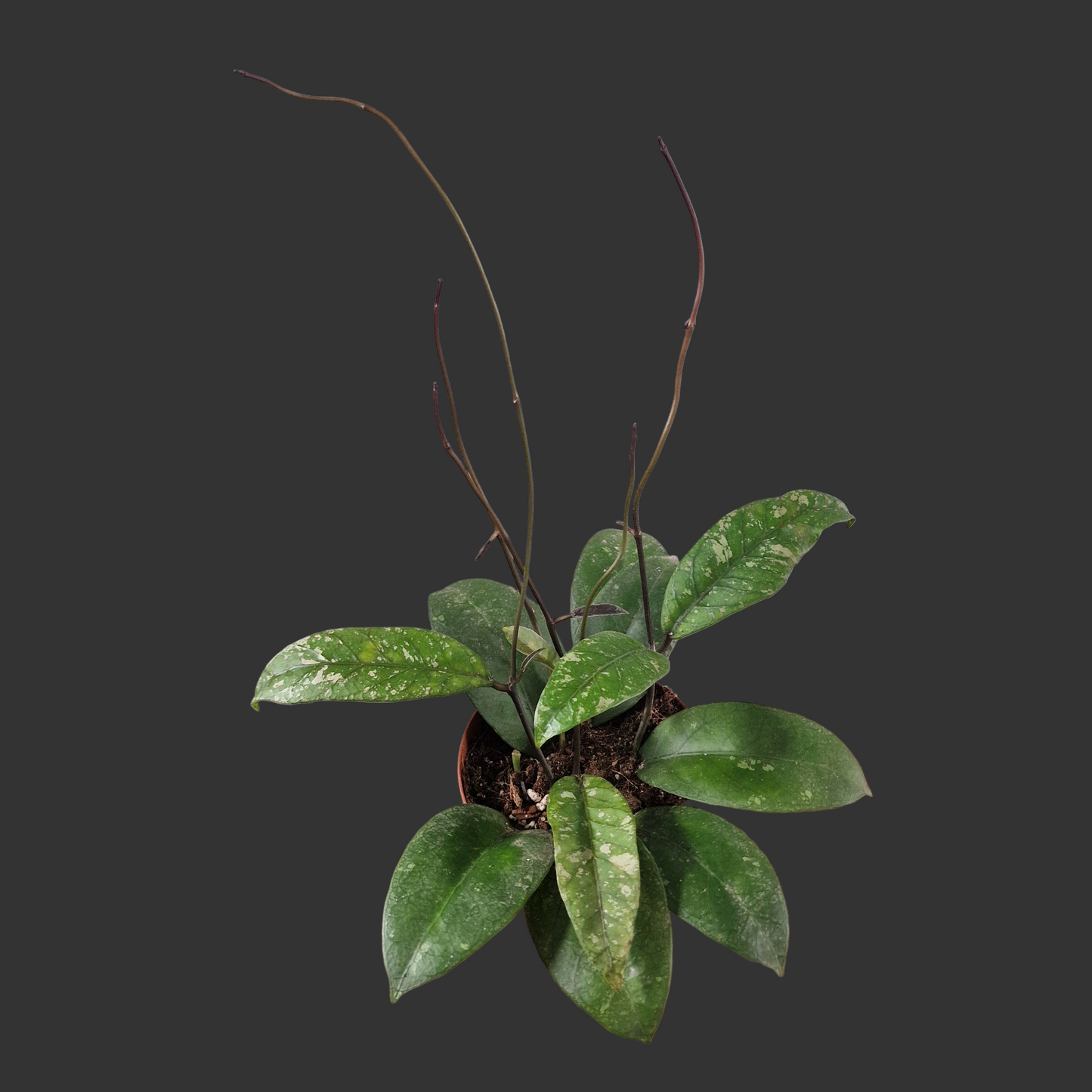 Hoya Aceh Houseplant 12cm pot