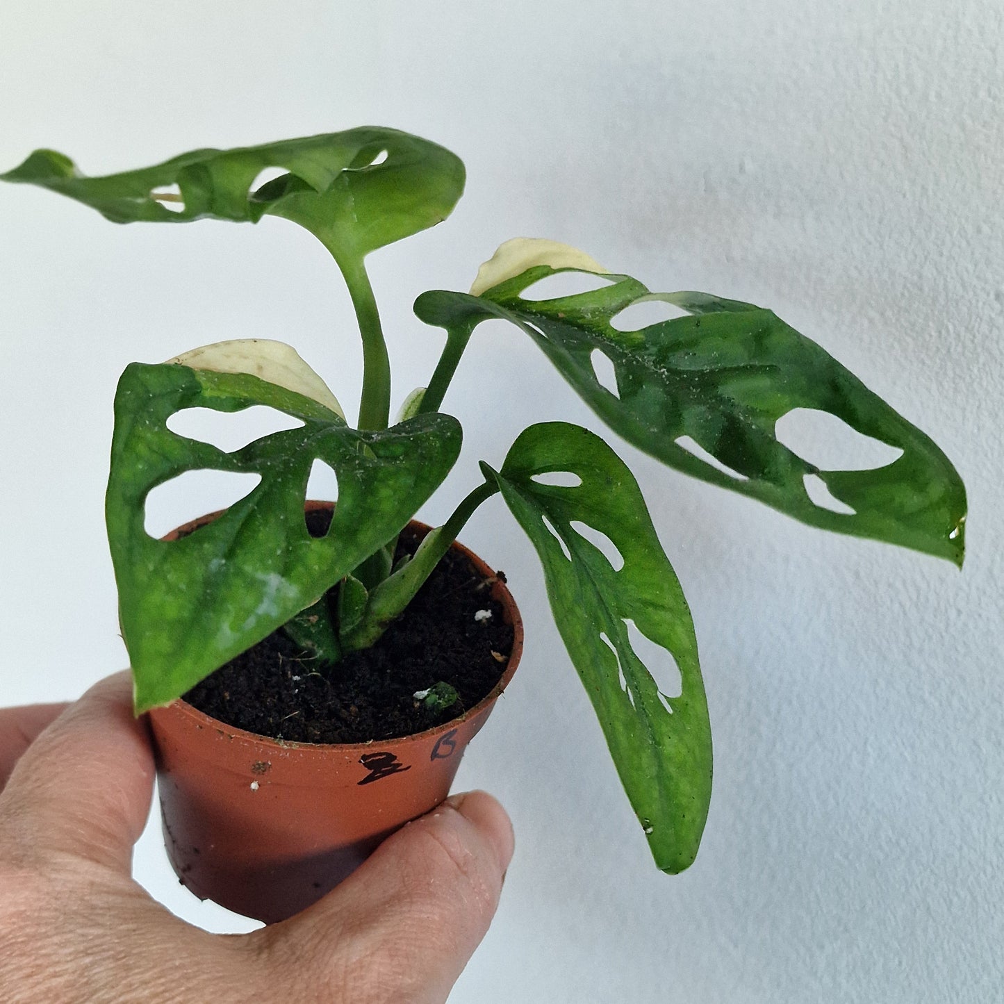 Monstera Adansonni Variegated (#b)