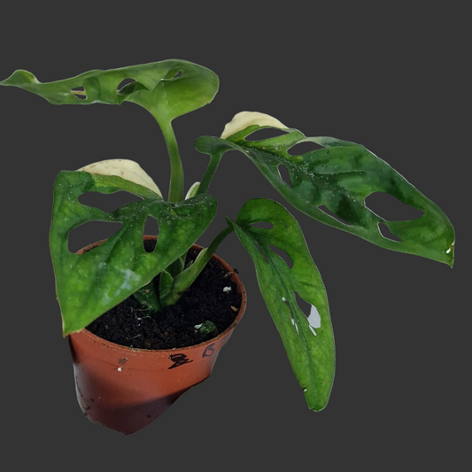 Monstera Adansonni Variegated (#b)