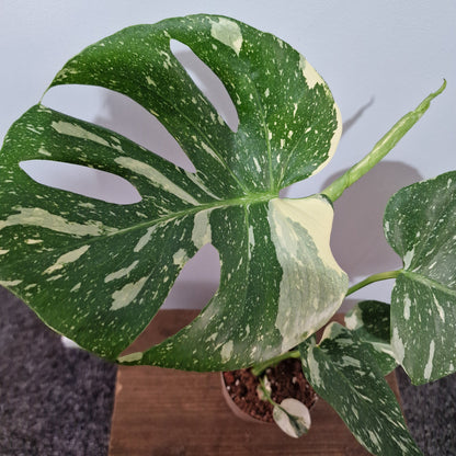 Monstera Thai Constellation Houseplant 12cm pot (1)