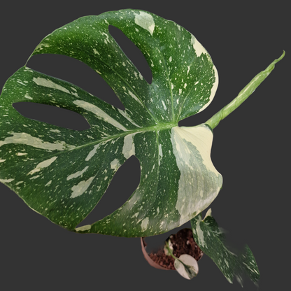 Monstera Thai Constellation Houseplant 12cm pot (1)