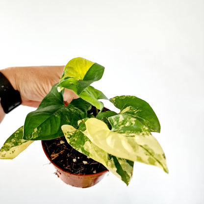 Syngonium Aurea multiple Houseplants in each 14cm pot (3)